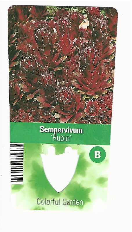 Sempervivum rubin 0001.jpg